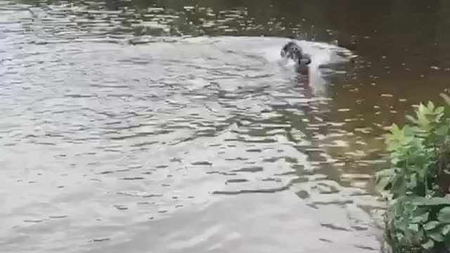 Excited black dog splashing water