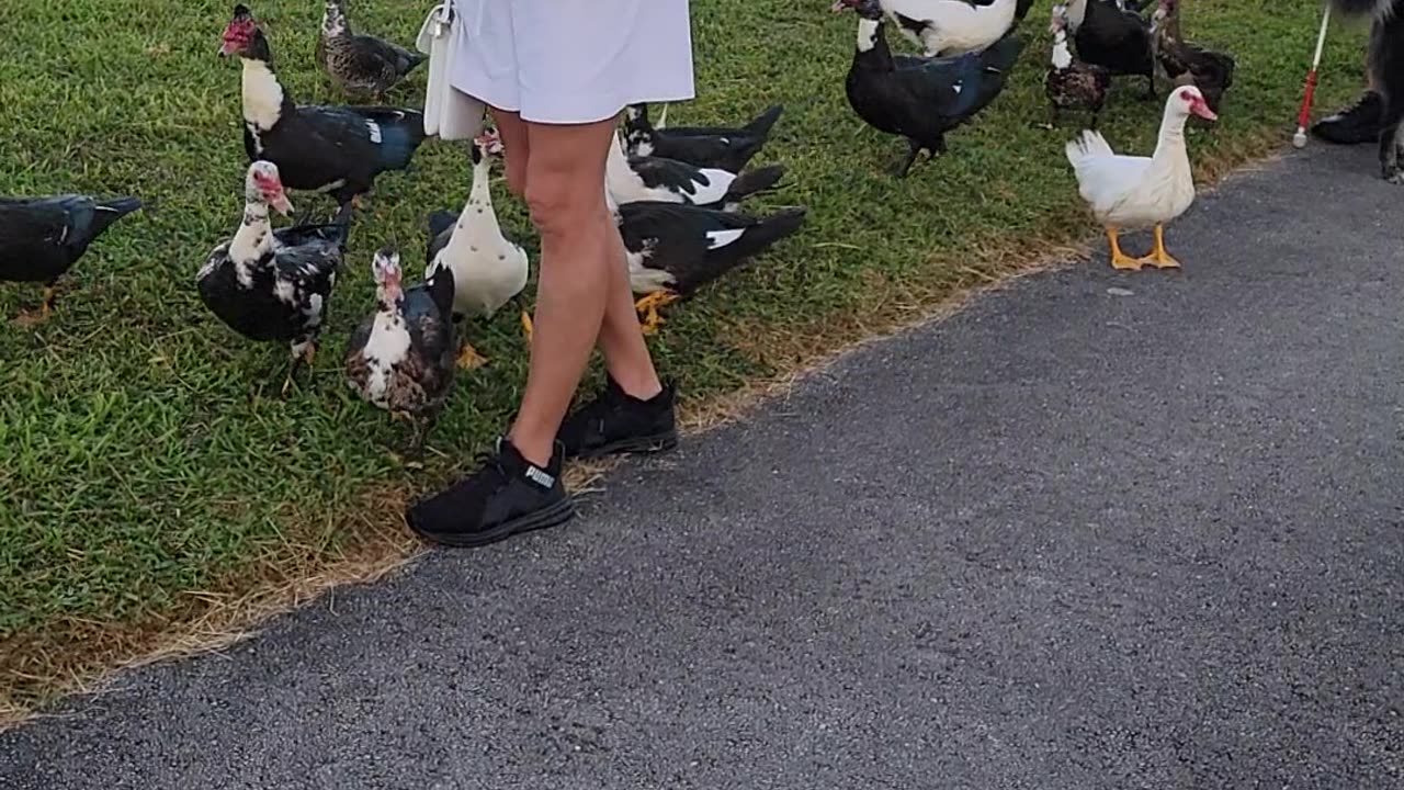 Increible, estos patos si aman a esta mujer