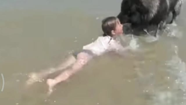 Dog decides to Rescue girl playing in ocean