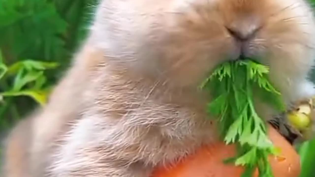 Cute Bunny eating carrot 🥕🐇💞__Please subscribe4