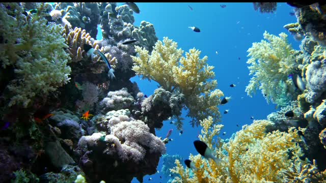 Small fish that live in coral reefs! So beautiful!