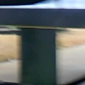 Local drive-in family pet