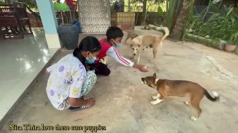 Lovely Puppy - Mum Having Yummy Toast - Nita Thira Feed Cute Dogs - Smart Pets