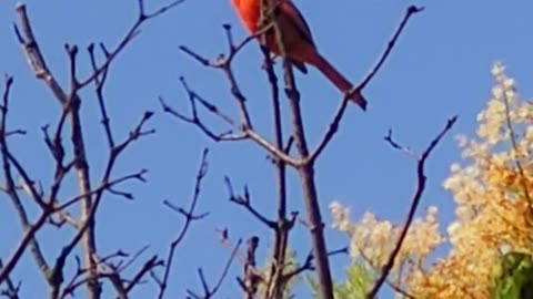 Northern cardinal