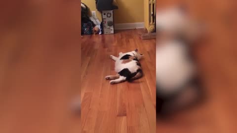 Funny Cats Compilation 2022