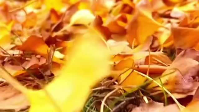 autumn # wind # fallingleaves # # relax # nice # yellow#beautiful