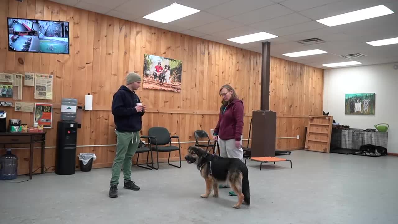 A professional dog training