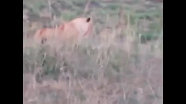 A lioness attacking a leopard