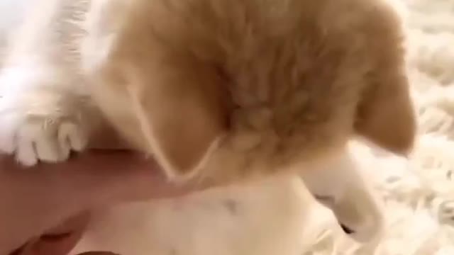Cute cat video 😍