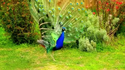 5 Minute Beauty of Nature Part 5 Birds