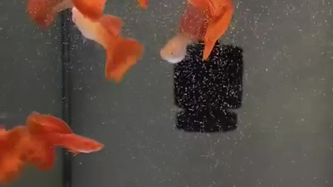 Feeding Albino Full Red Guppy Fish