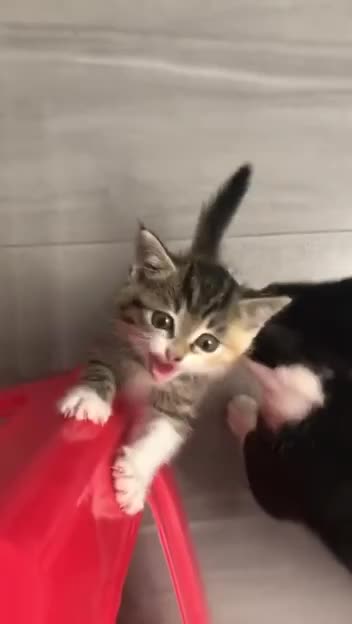 Let me at em ma. Come here big bully 🤣