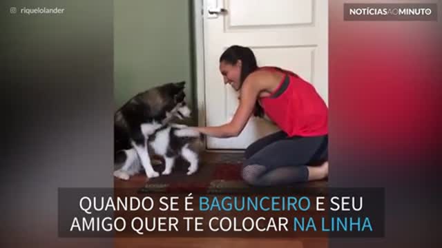 Veja como ensinar um cão filhote a sentar