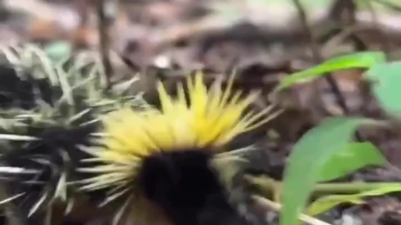 THIS IS A STREAKED TENREC ~NATIVE TO THE MADAGASCAR KNOWN FOR IT’S DISTINCT APPEARANCE AND BEHAVIOR