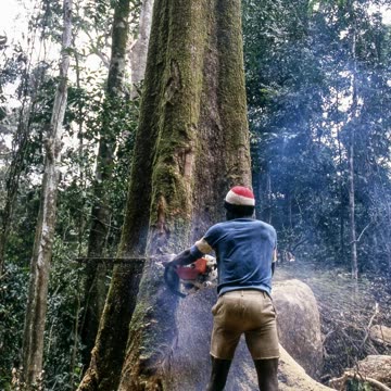 CHINA’S DEFORESTING AFRICA