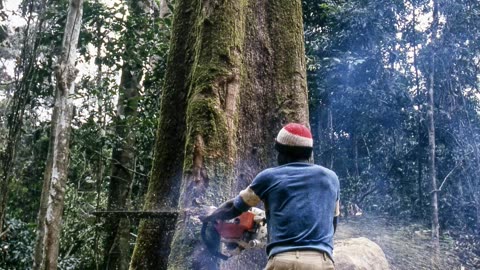 CHINA’S DEFORESTING AFRICA
