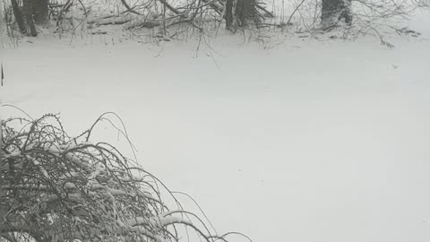 GARBAGE DAY IN WESTERN PA IS A REAL BITCH!