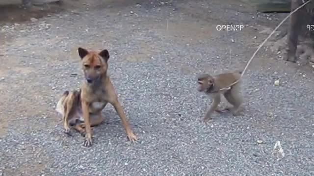 Animals funny videos