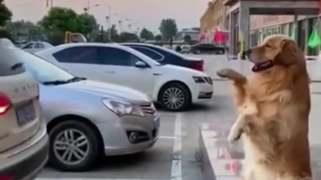 Super Smart Dog Helps With Car Parking