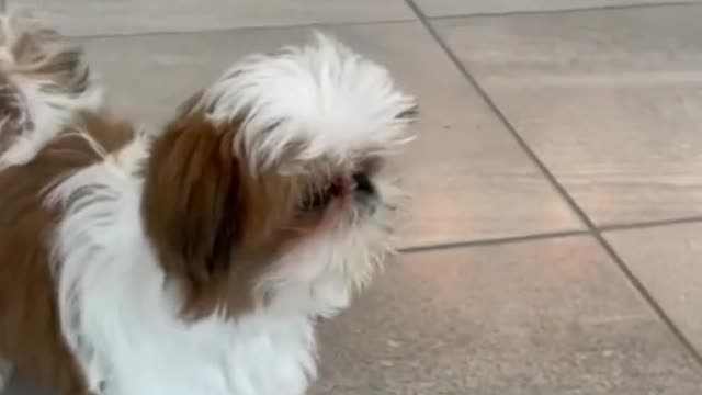 Funny dog videos tiktok try to laugh