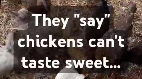 Chickens + Strawberries