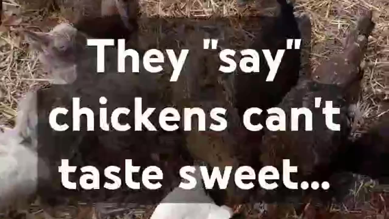 Chickens + Strawberries