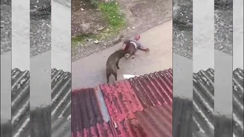 "Wild Boar Charges at Man in Shocking Encounter!"