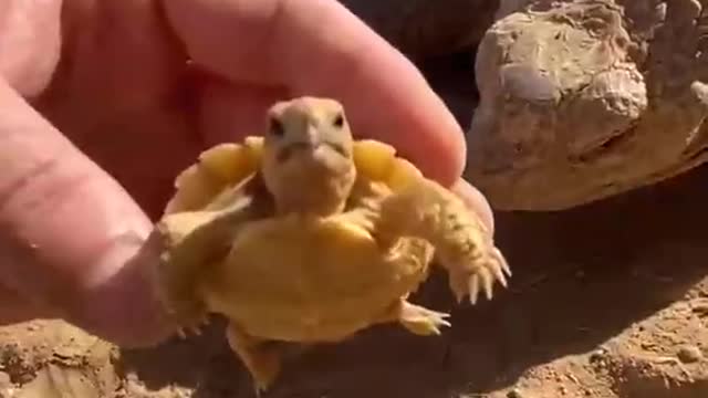 Four-day-old tortoise is riding high with mother tortoise