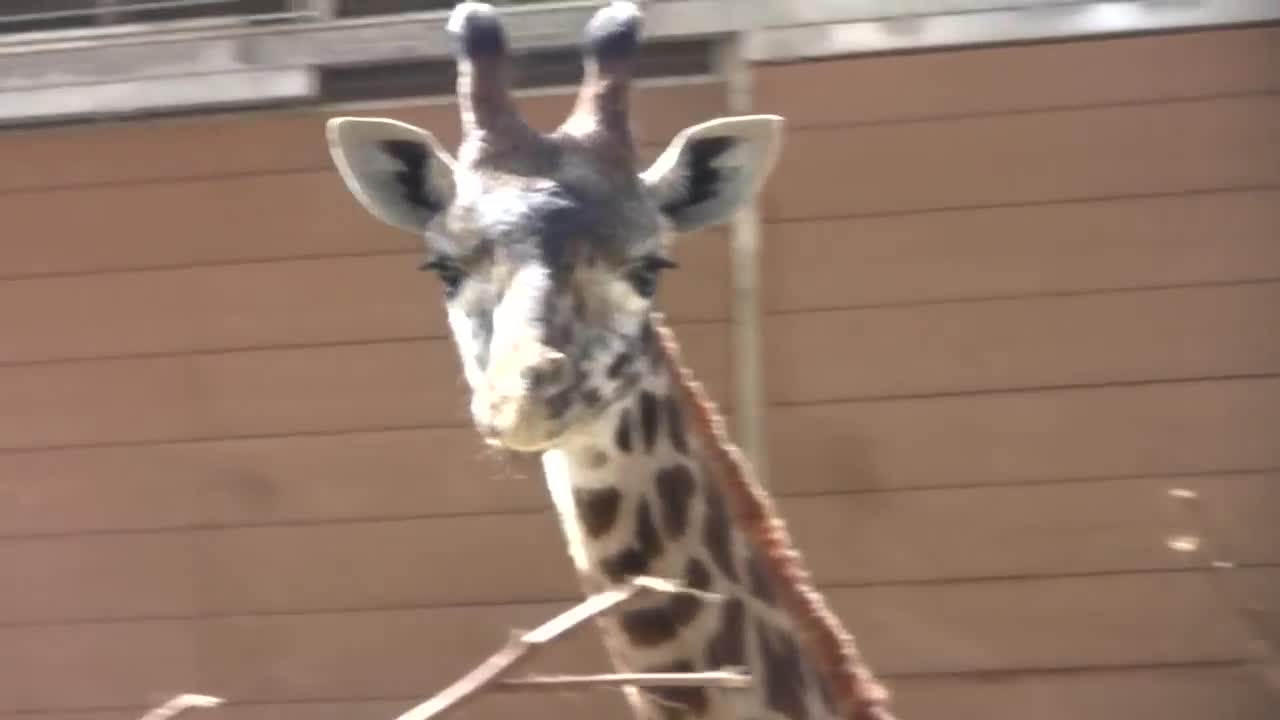 Giraffes at the San Diego Zoo