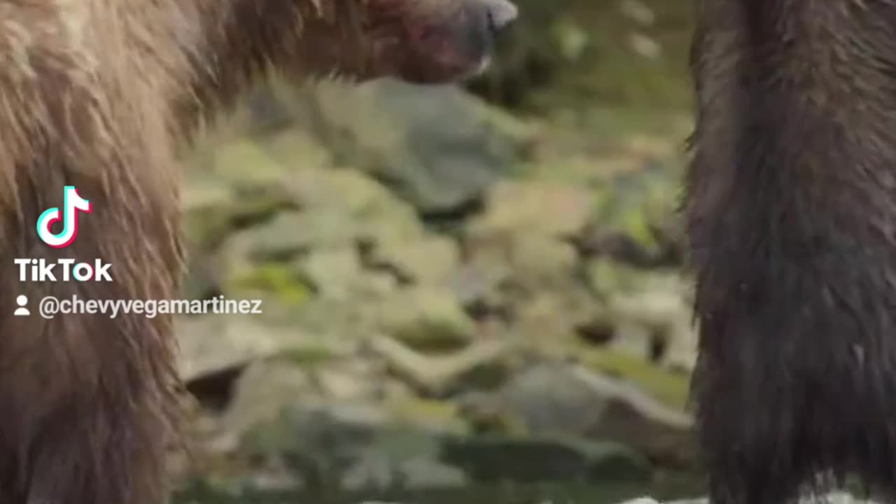 ¡Mira cómo este osezno da sus primeros pasos en el mundo de la pesca! 🐻🎣🌊❤️