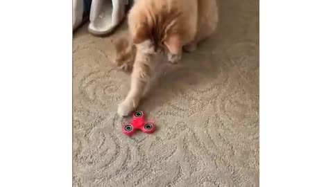 Funny Cats 😹 🤣🤣🤣