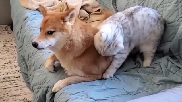 dog and cat freindship