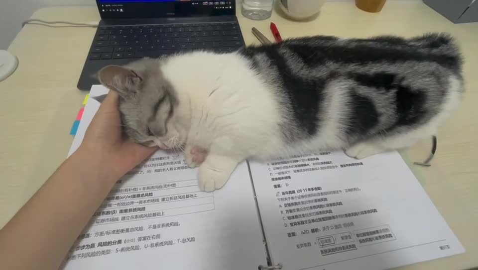 Cat won't let me study