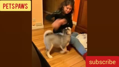 Dog Petting OMG!!!! [Funny Dog] #shorts