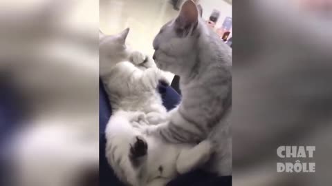 Chat drôle