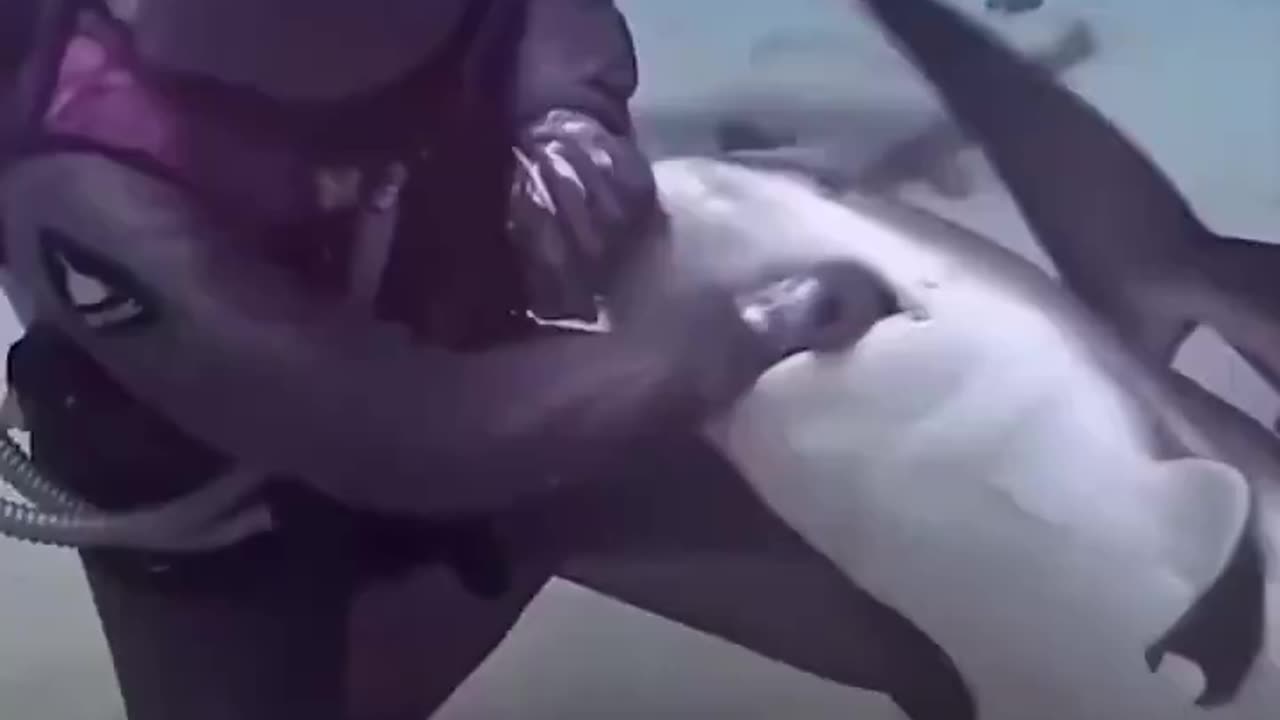 Shark Diver