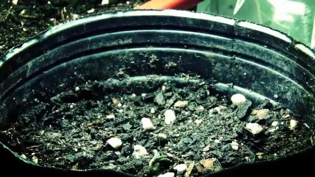 Dabbler Roots n Future Remix.