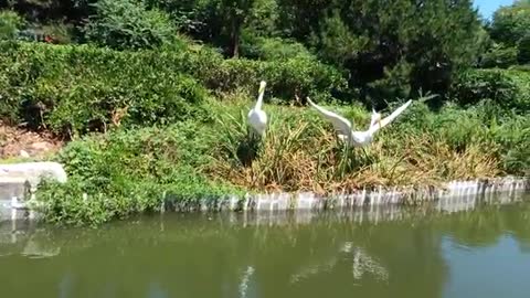 Two fishing birds