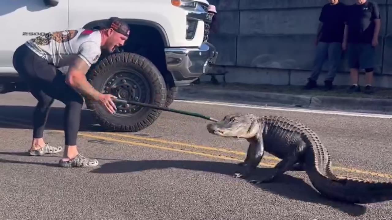 Mike Dragich is a specialist in removing alligators from public areas in Florida