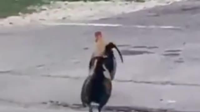 Videó vdeo