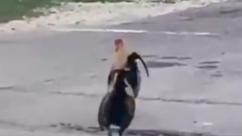 Videó vdeo