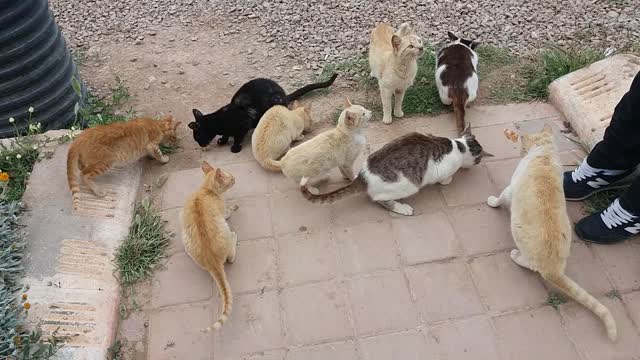 Cats eat
