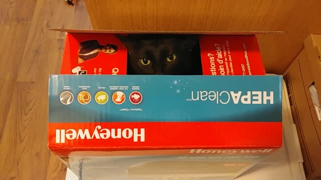 Zoey in a Box