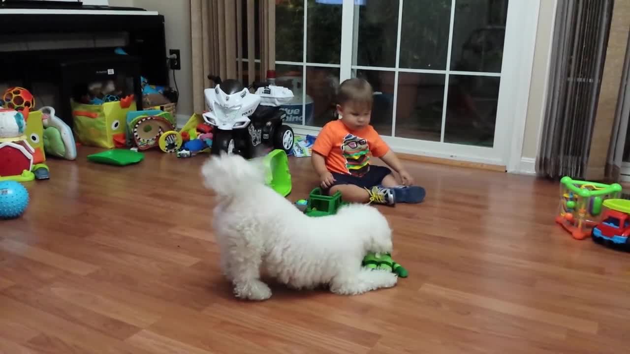 Bichon frise vs baby