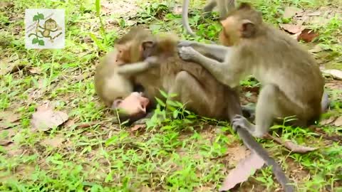 Wow young monkey make mating very funny