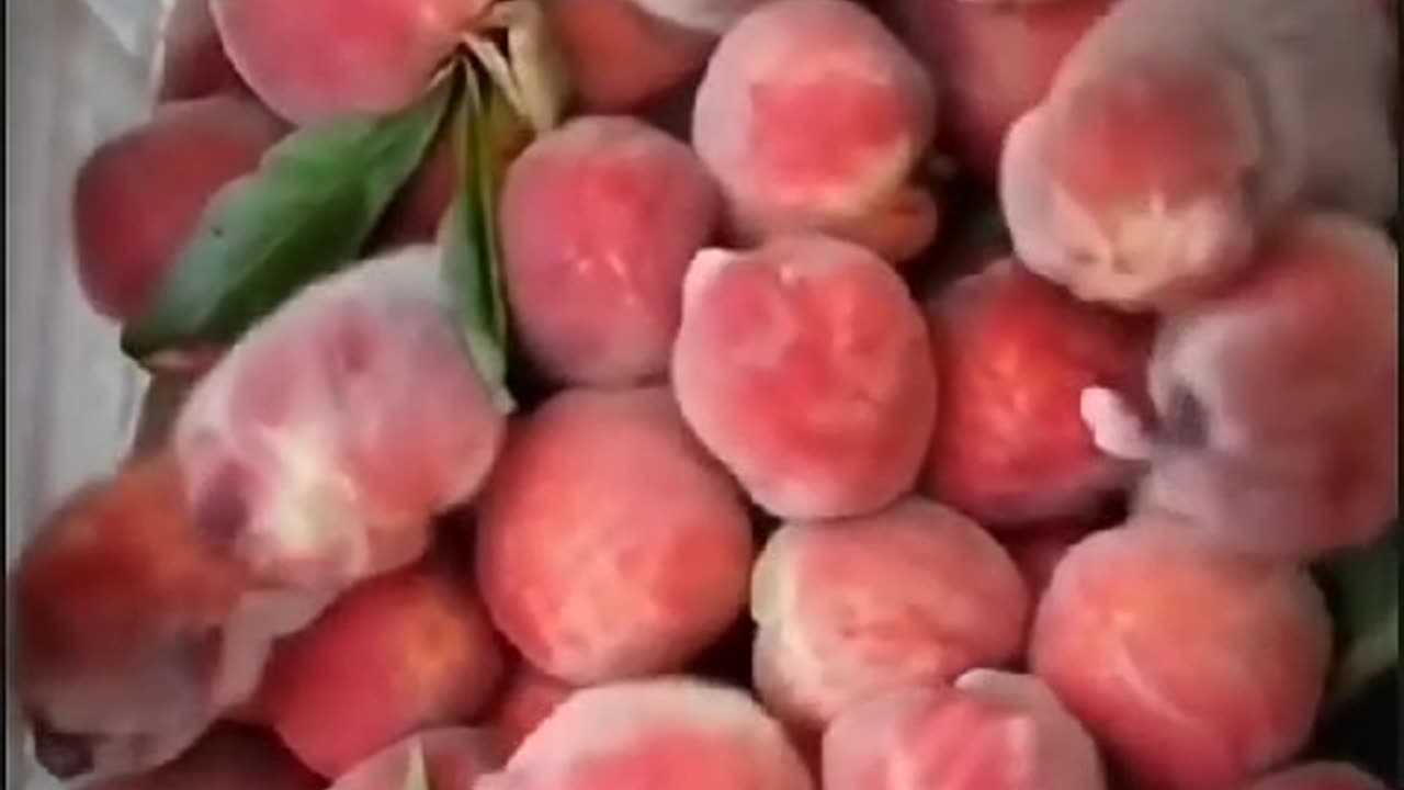 Can someone explain why these peaches suddenly turned into red kittens? 🍑😻