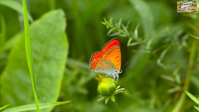 butterfly and flower part 7