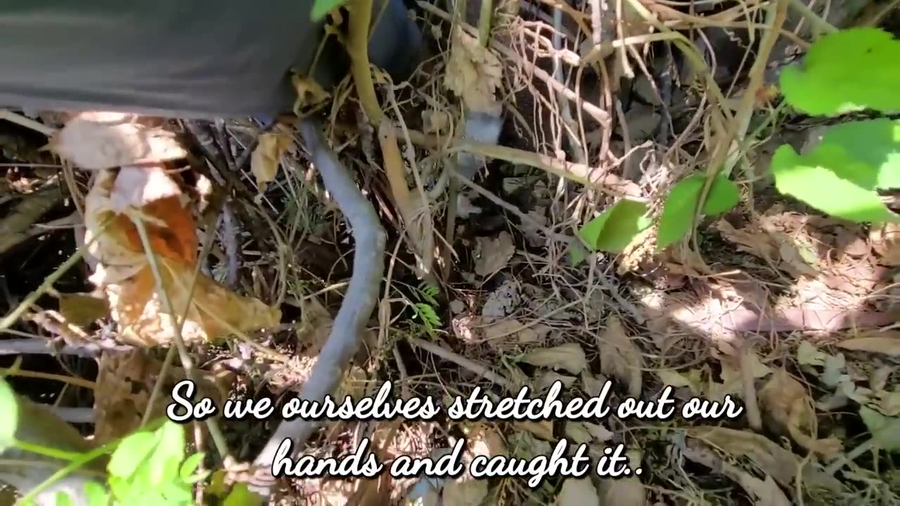 HOMELESS KITTENS CRYING OUT LOUD FOR MOTHER CAT .