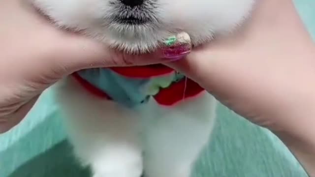 Cute Dog