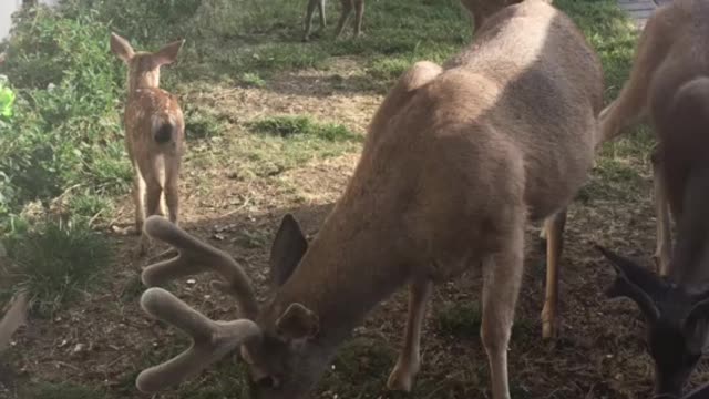 Deer daddy & family